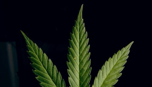 Hanfanbau - und Veredelung