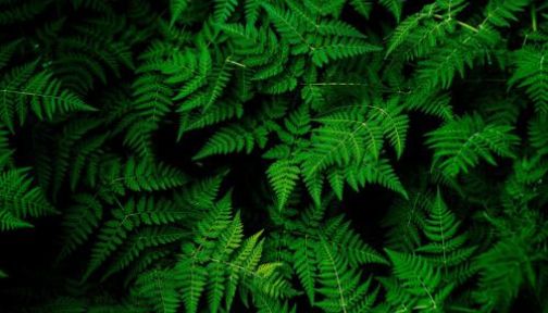 Koreanische Natur-Kosmetik